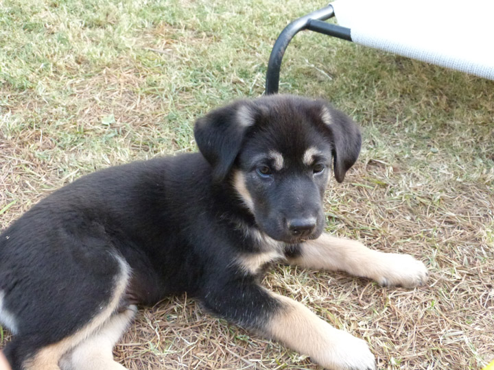 chinook dog